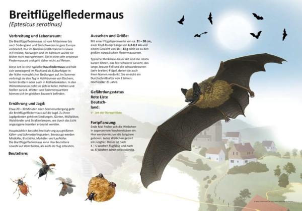 Bild- und Lehrtafel: Breitflügelfledermaus